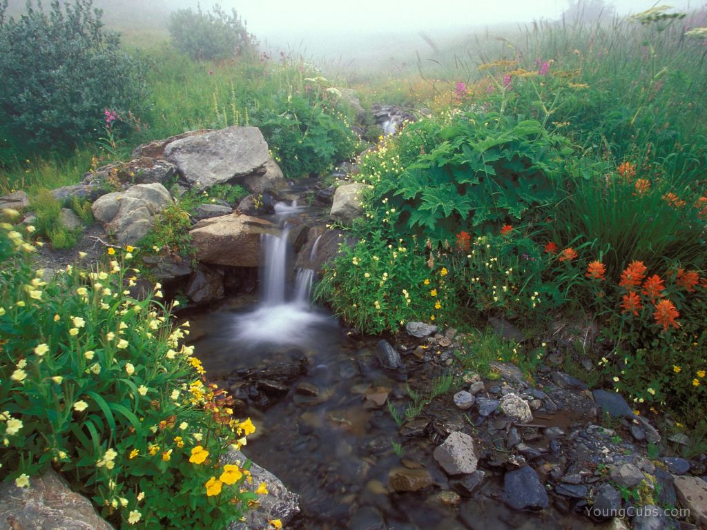 Flowing out of the Mist, Olympic National Park, Washington